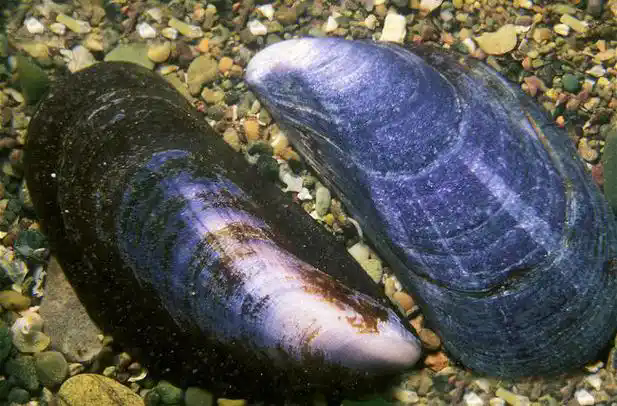 重组贻贝粘蛋白在医美、医疗及护肤的应用